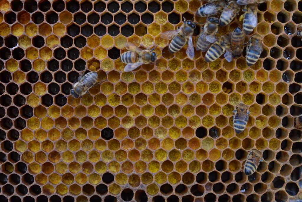 What Is Bee Pollen and Should You Care Kitchn