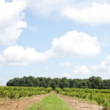 The Story of Lane Southern Orchards, Growing Peaches in ...