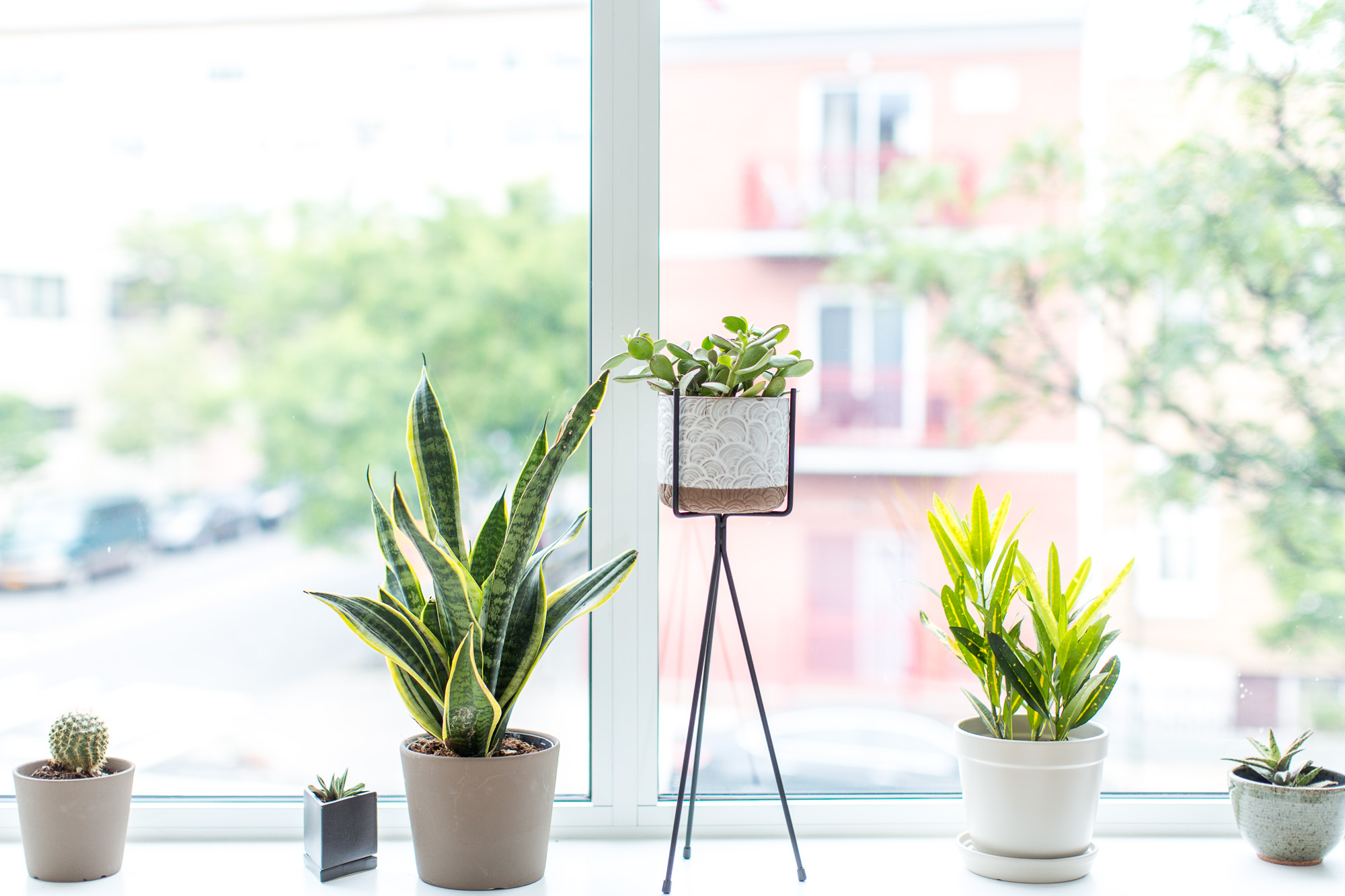 Everything to Know About Keeping Plants Alive in Your Dorm Room