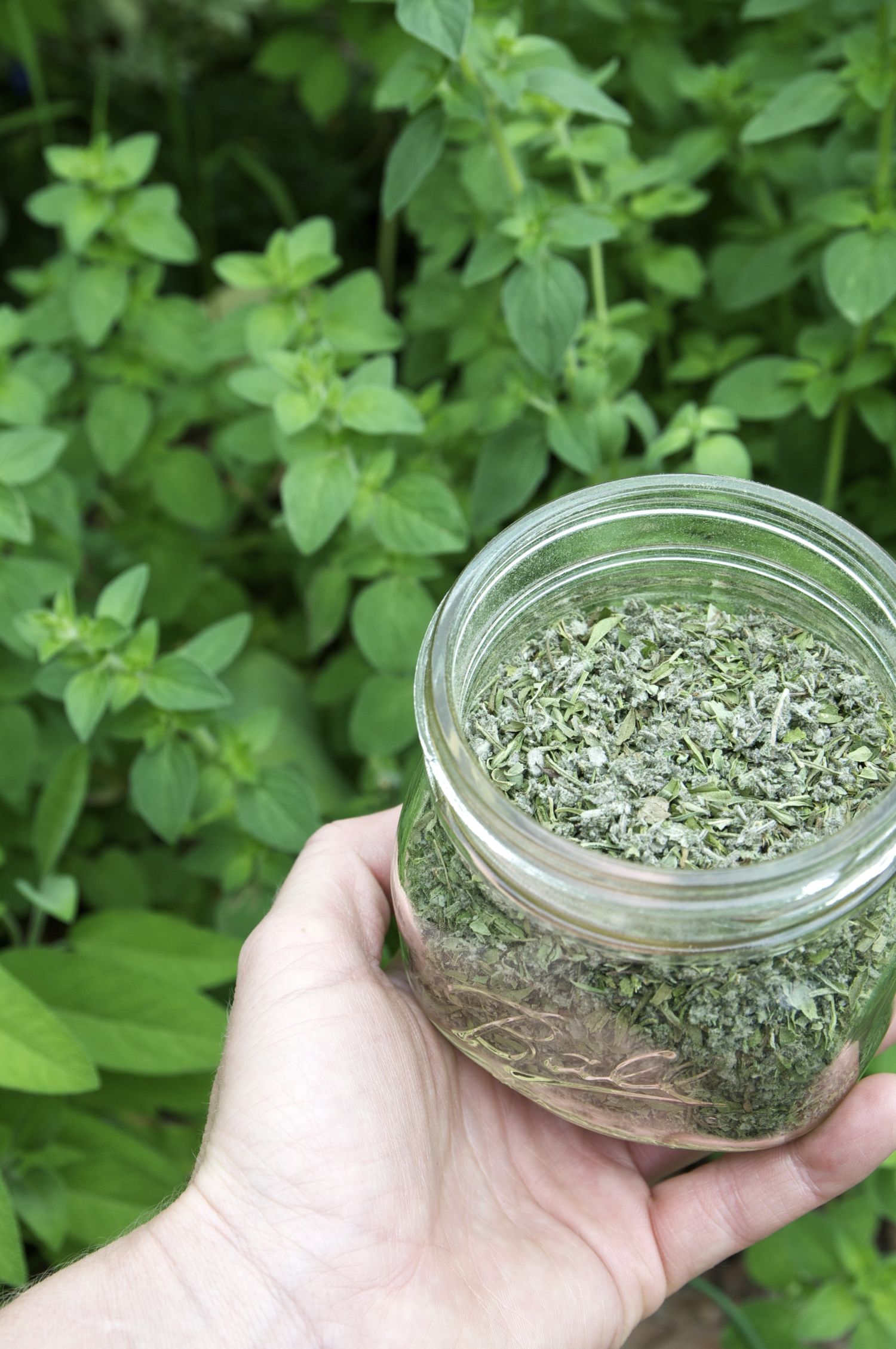 Oregano And Kidney Damage: Is Your Favorite Herb Harming You? - zbj6rbh