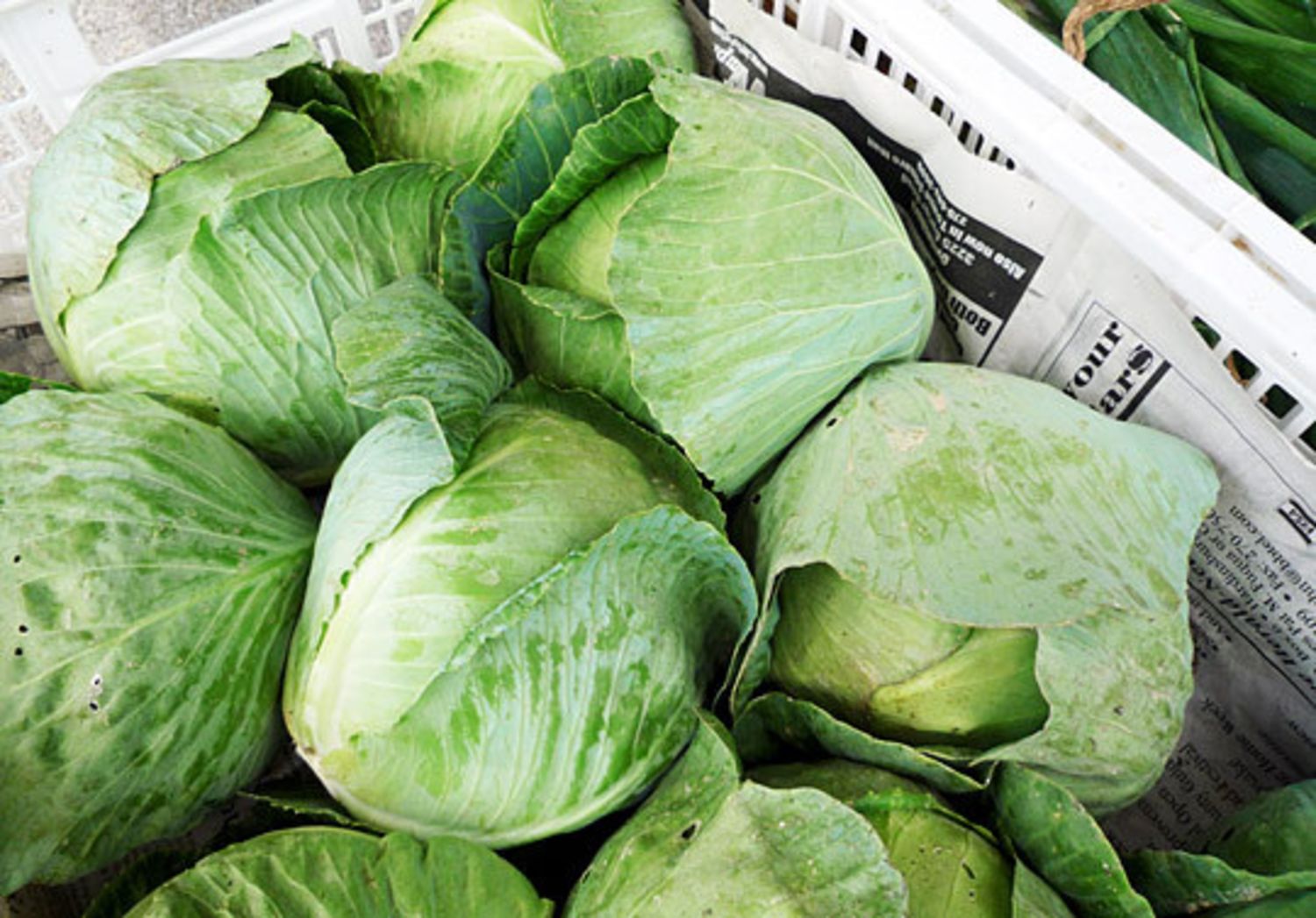 Know Your Cabbages! Green, Red, Savoy, Napa, and More  Kitchn