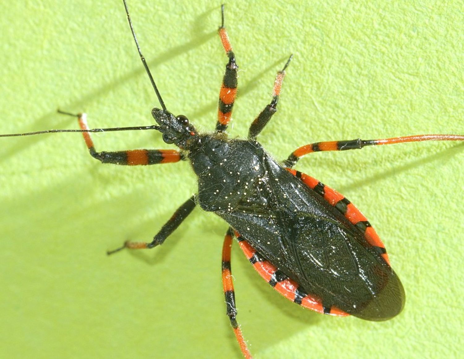 assassin-bug-nymph-what-s-that-bug