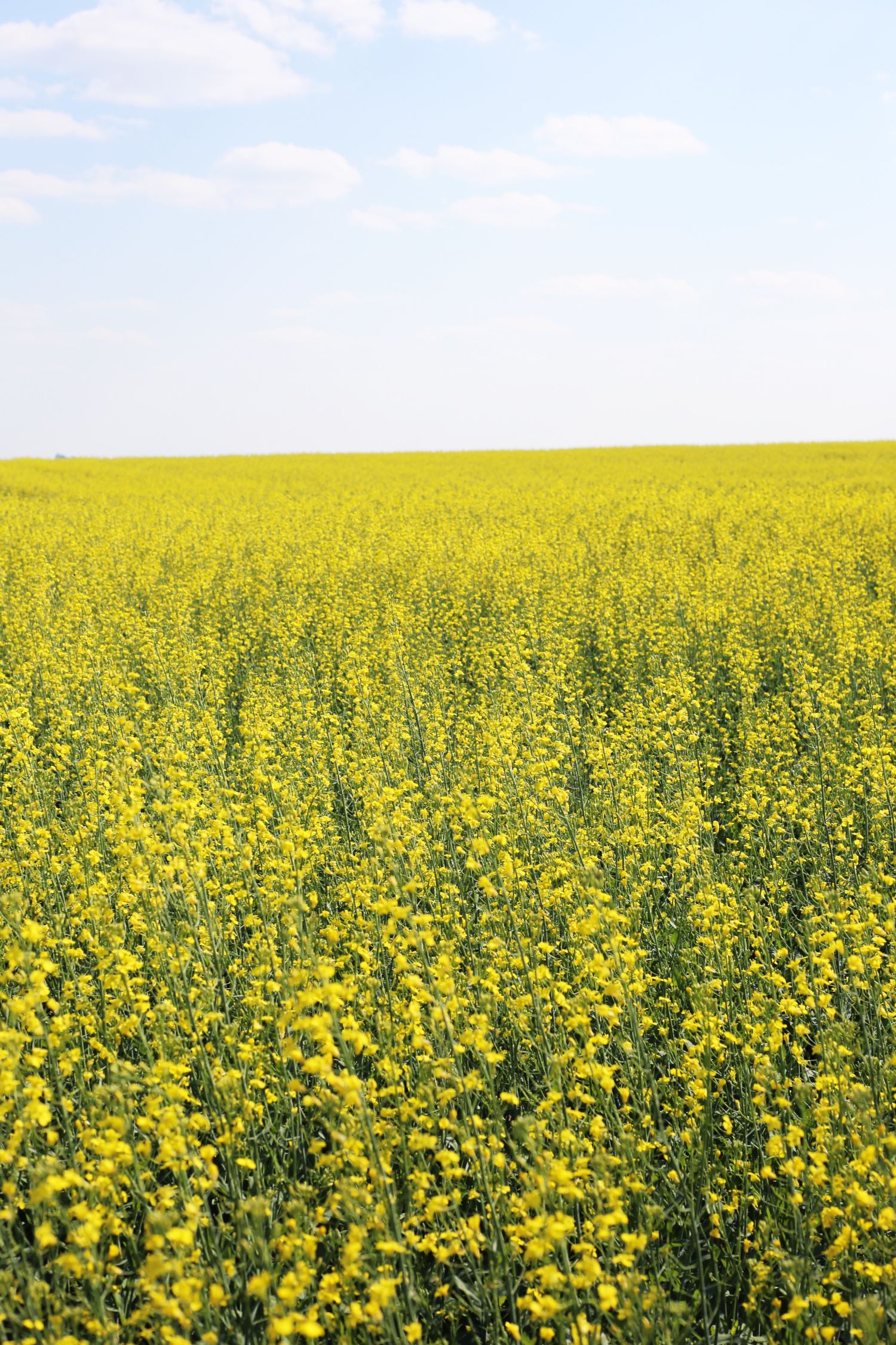 What's the Difference Between Canola and Rapeseed? Kitchn