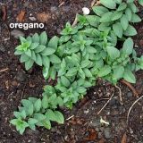 My Great Outdoors: A Raised-Bed Garden in Early Summer | Kitchn