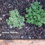 My Great Outdoors: A Raised-Bed Garden in Early Summer | Kitchn