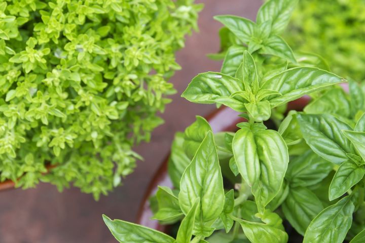 Zerua girls seventeen years