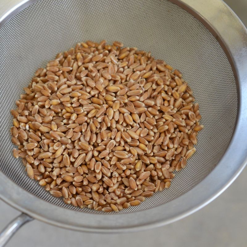 How To Make Sprouted Grains Kitchn