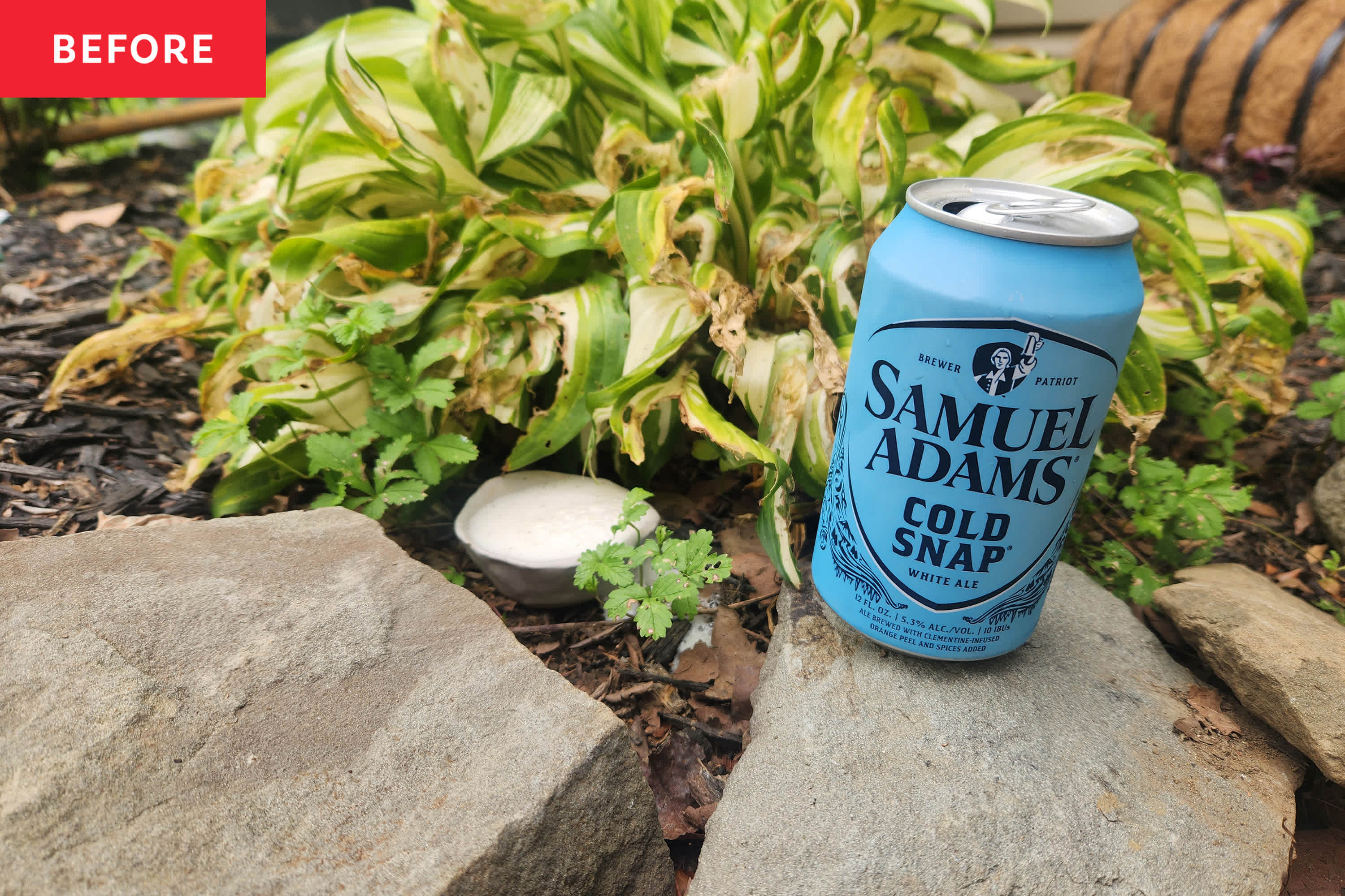 I Poured Beer in My Garden, and It’s the