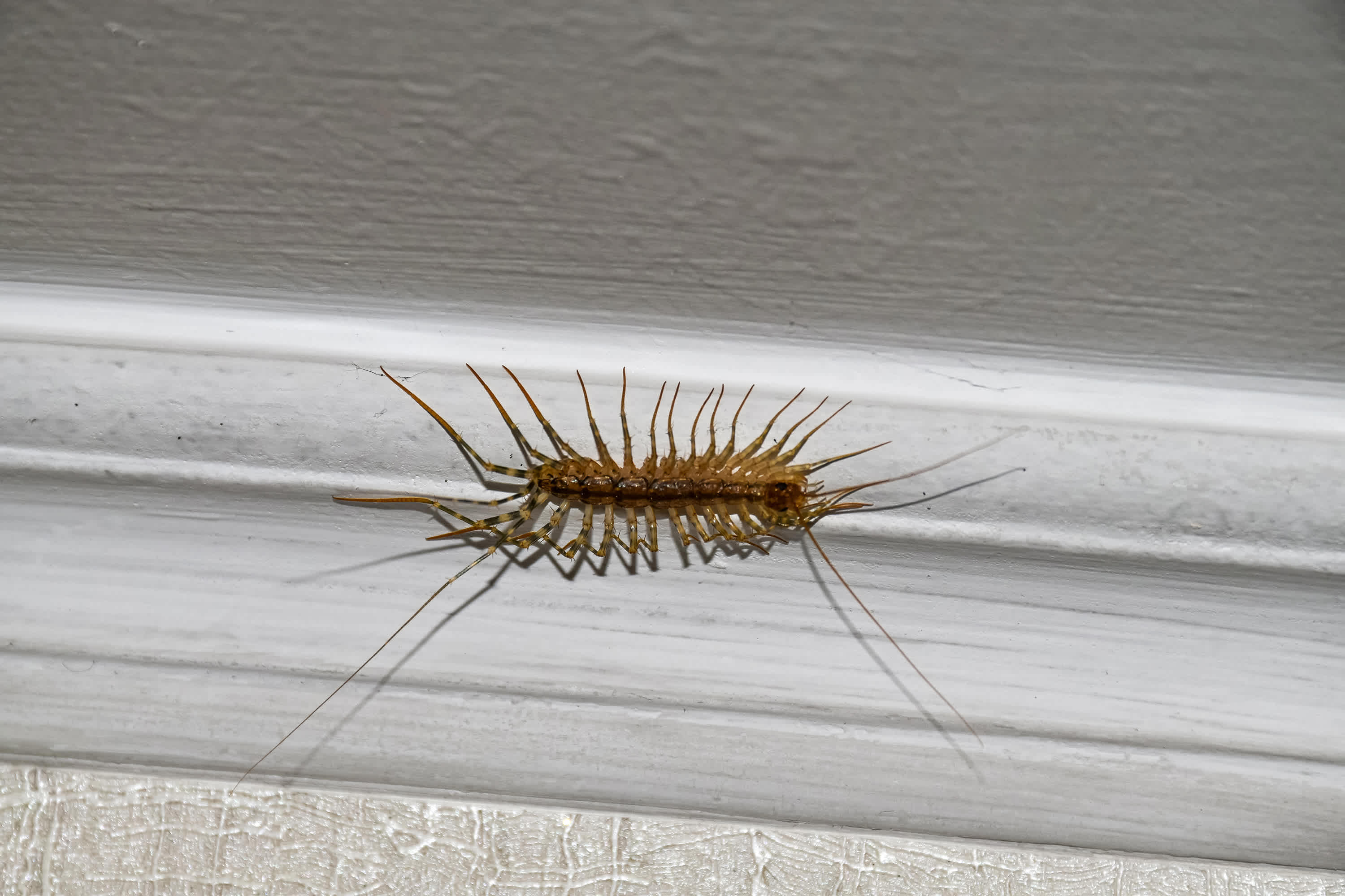How to Get Rid of Centipedes in Your House