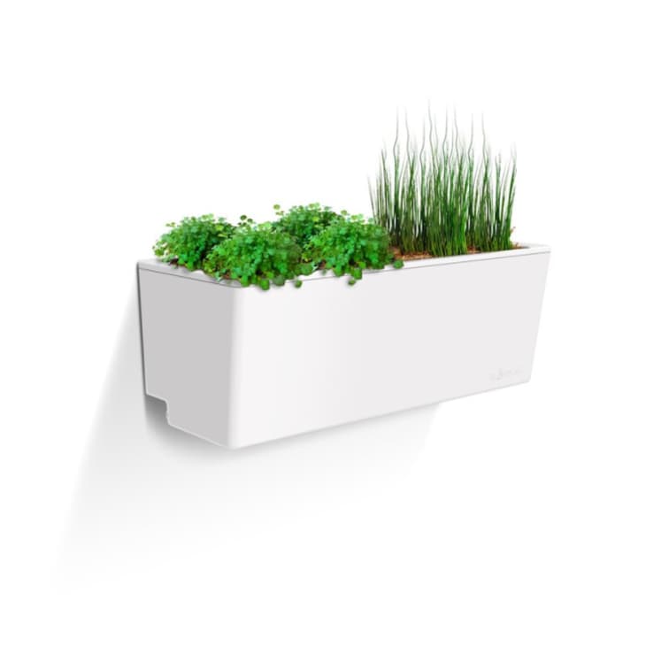 Product Image: Glowpear Self-Watering Mini Wall Planter