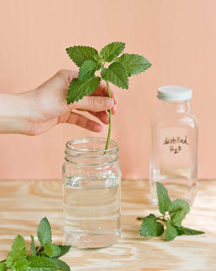 https://cdn.apartmenttherapy.info/image/upload/f_auto%2Cq_auto%3Aeco%2Cw_730/at%2Fart%2Fphoto%2F2019-05%2Fgrowing-lemon-balm-indoors%2Fpropagate-water