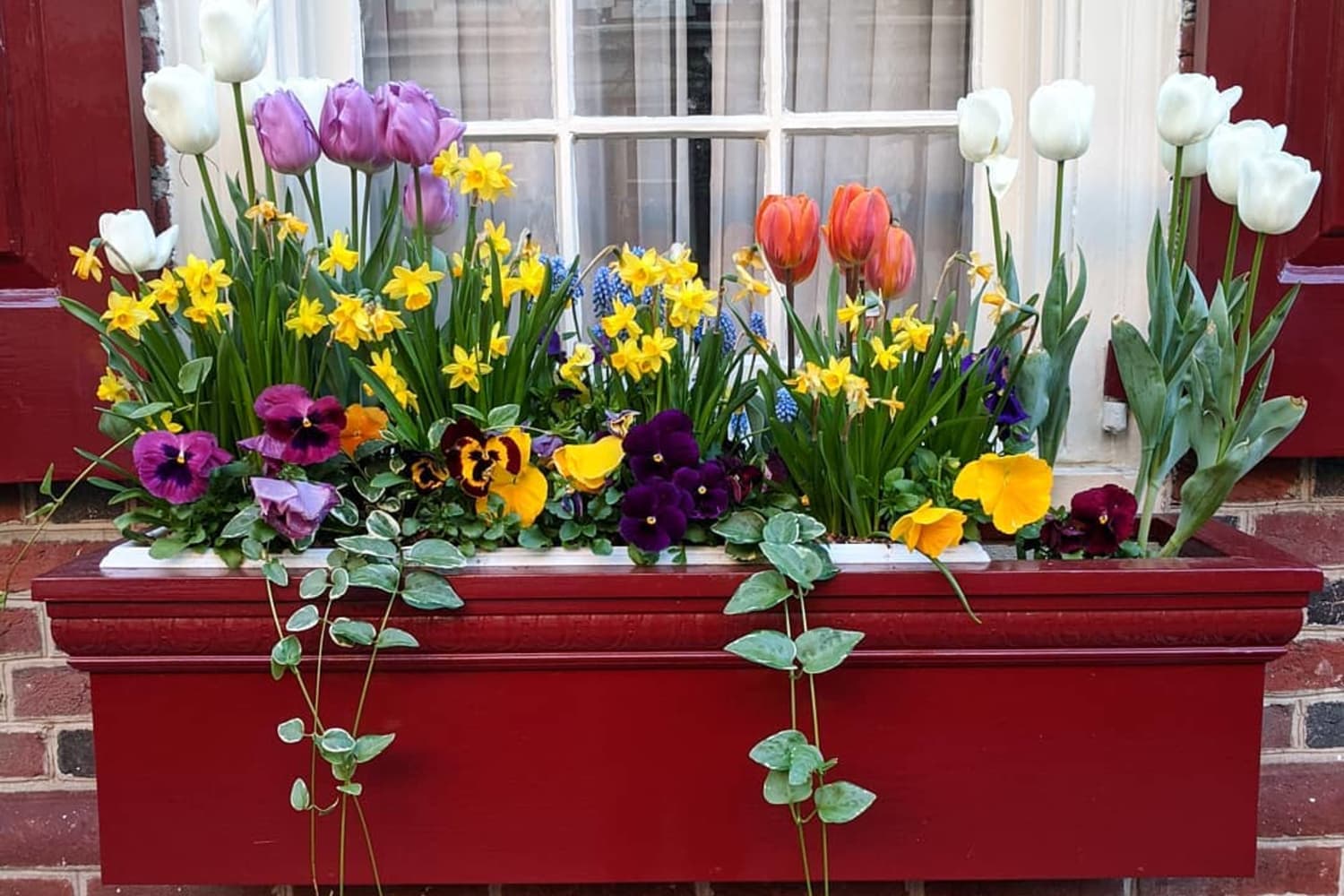 20 Window Box Flower Ideas With Photos of Inspiring Plantings ...