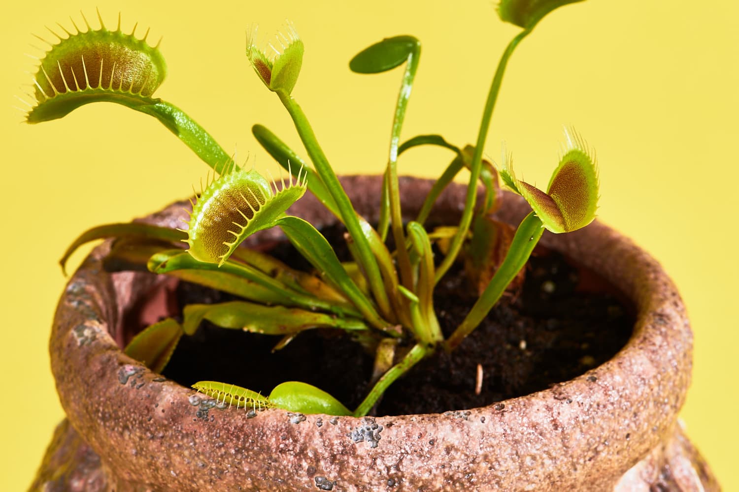 Venus flytraps (and secrets to keeping them alive) - Los Angeles Times