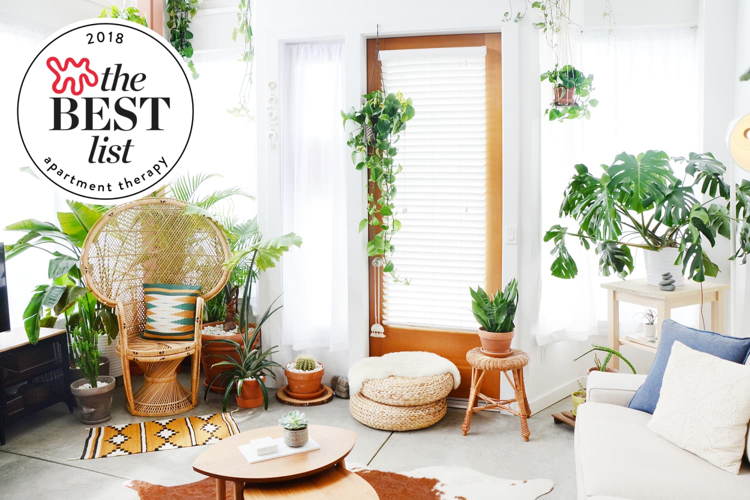exotic plants for home Live Spanish Moss Air Plant | Tillandsia Usneoides Hanging Decor main image 0