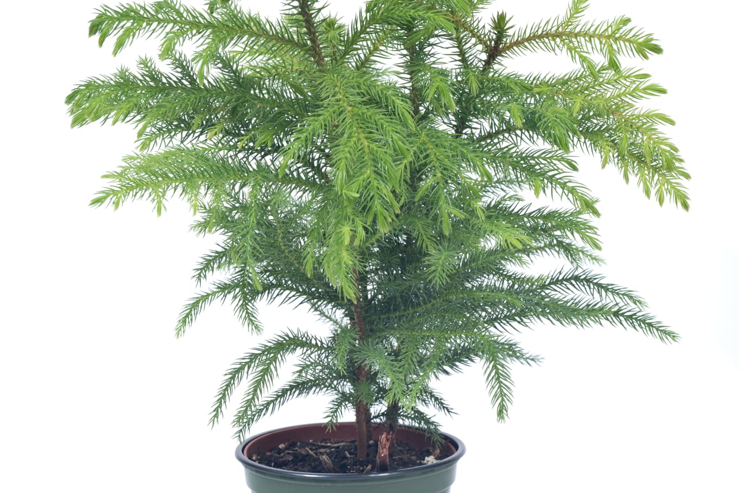 How To Grow Norfolk Island Pine Plants Indoors Apartment Therapy