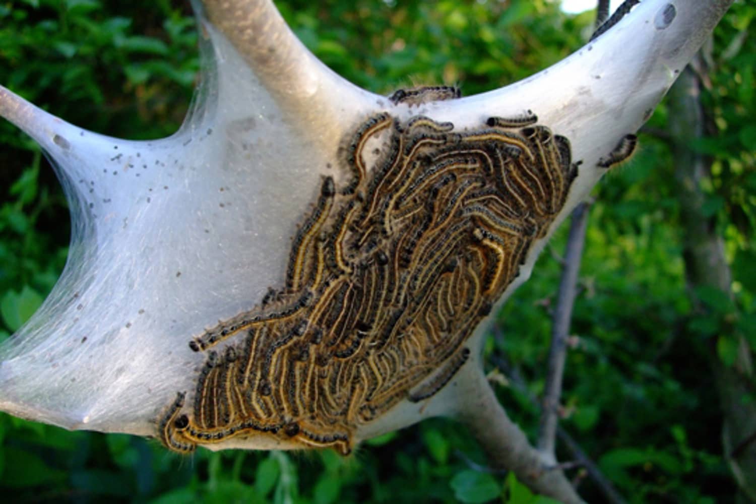 Web Worms, Bag Worms and Eastern Tent Caterpillars: What's the