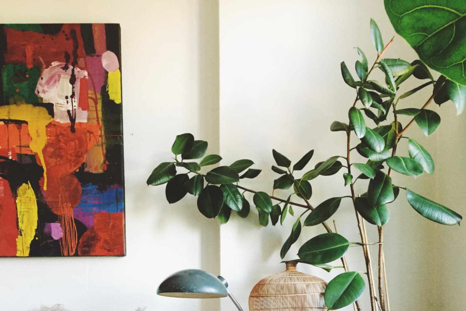 Rubber Plant Care - How to Grow & Maintain Rubber Plants | Apartment Therapy