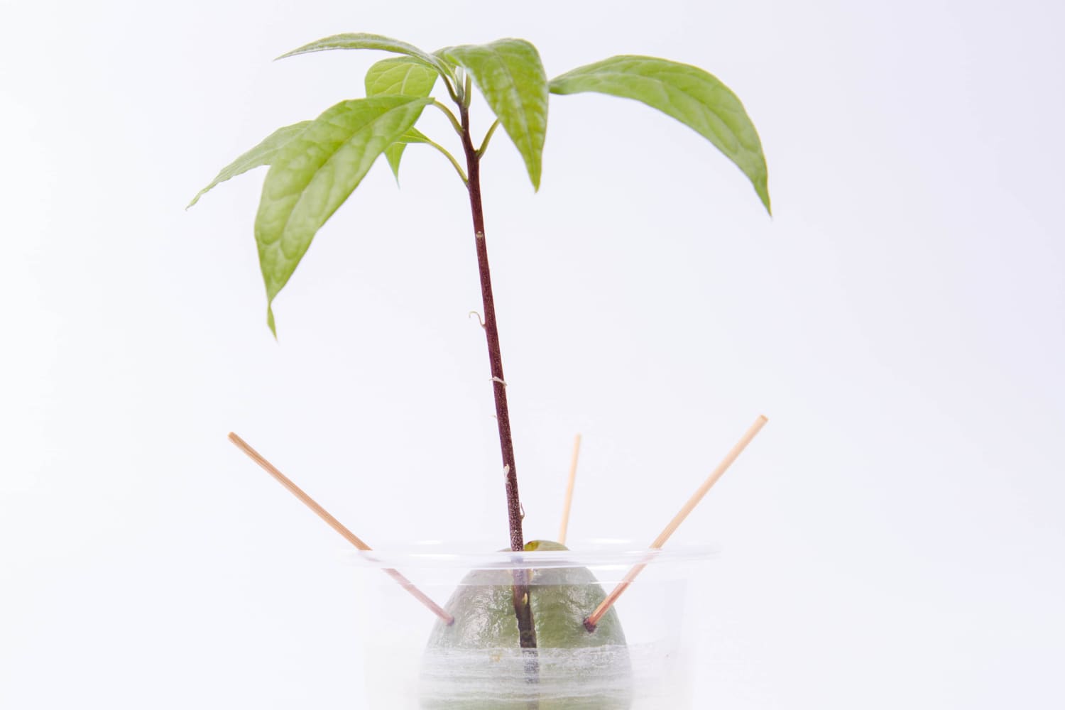 chlorophytum spider plant Spider Plant Reverse 'Chlorophytum comosum' Potted Indoor Plant main image 0