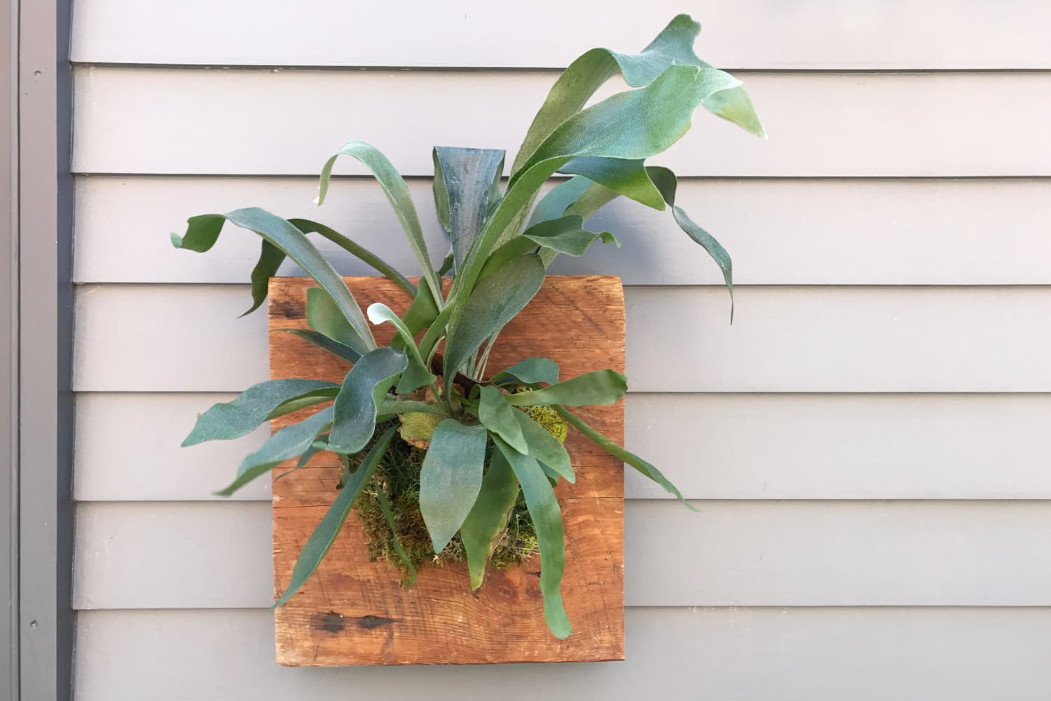 jade tree plant for sale Jade Tree Aged- Groomed