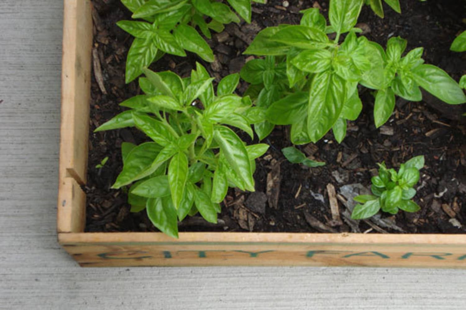 How To Start A Container Garden | Apartment Therapy