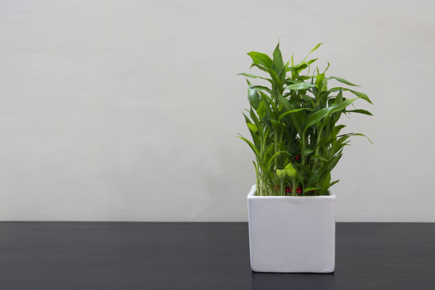 Privacy Solution for Small Spaces: Bamboo in Containers for Your