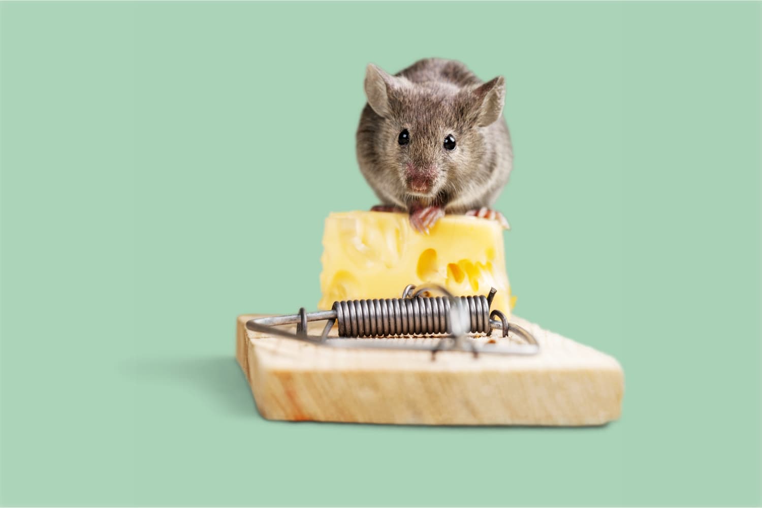 Why You'll Never See Cheese in Our Mouse Traps