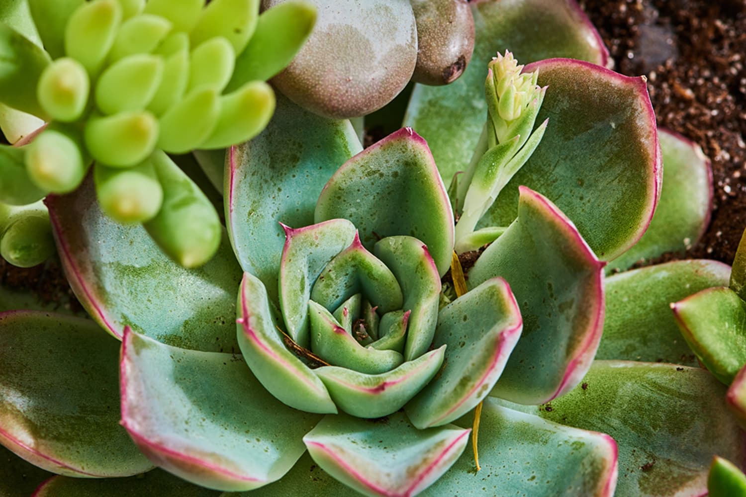 Echeveria Plant Care - How to Grow & Maintain Echeveria Plants | Apartment Therapy