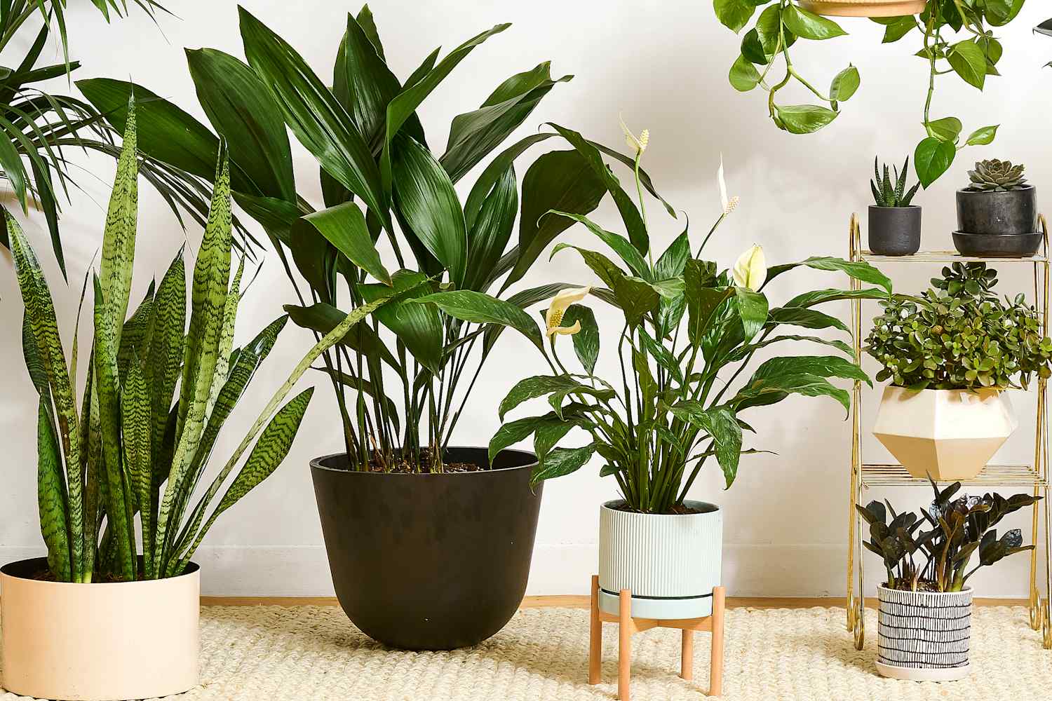 9 Easiest Houseplants Any Beginner Can Keep Alive (Really!) | Apartment  Therapy