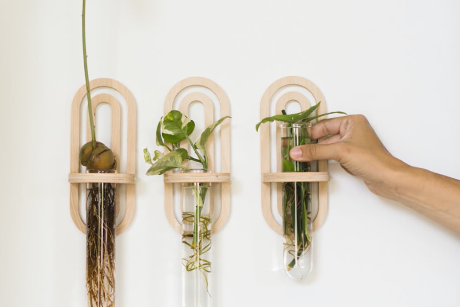 First DIY propagation station with salt and pepper shakers from