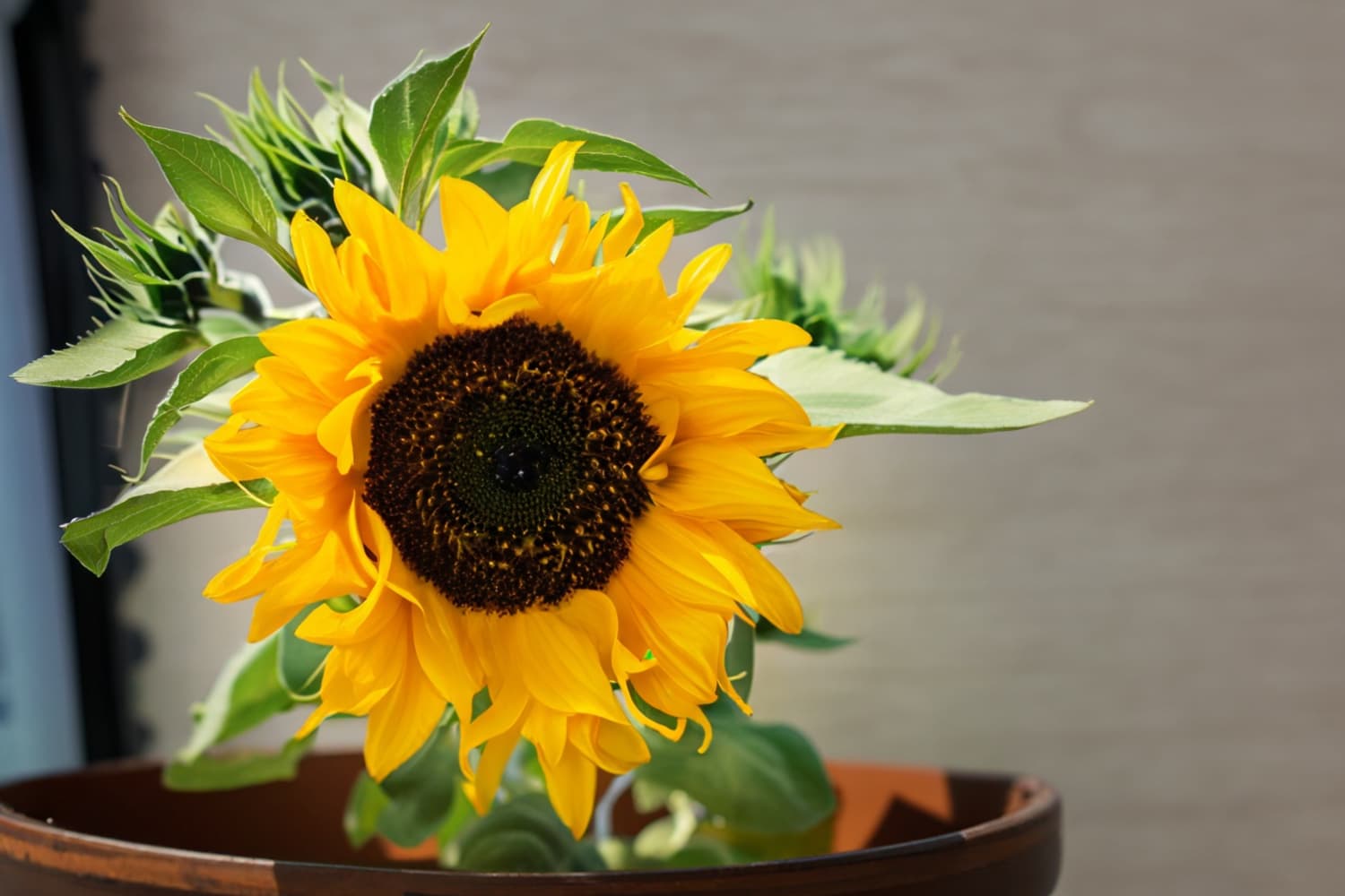 https://cdn.apartmenttherapy.info/image/upload/f_auto,q_auto:eco,c_fill,g_auto,w_1500,ar_3:2/at%2Fhome-projects%2F2023-08%2Fgrowing-sunflowers-in-pots%2Fclose-up-potted-sunflower-shutterstock_2322131063