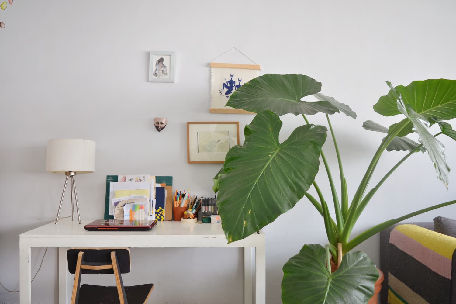 Elephant Ear Care 101: Tips & Tricks from a Garden Expert | Apartment  Therapy