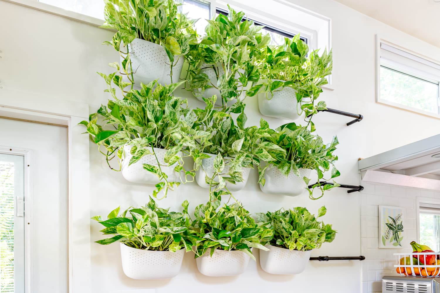 How to Display Houseplants: 100 of Our Favorite Plant-Display Ideas |  Apartment Therapy, image size:1500x1000