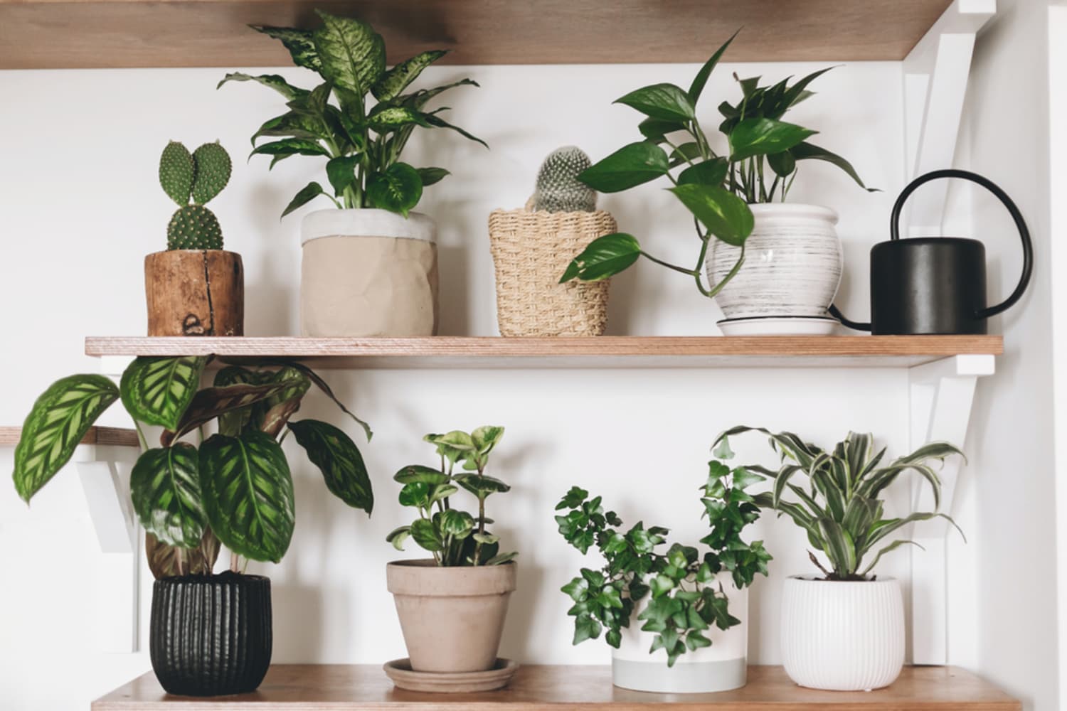 Most Popular Houseplants Of According To Reddit Apartment Therapy