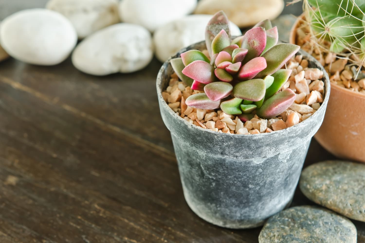 Fake succulent viral Facebook post | Apartment Therapy