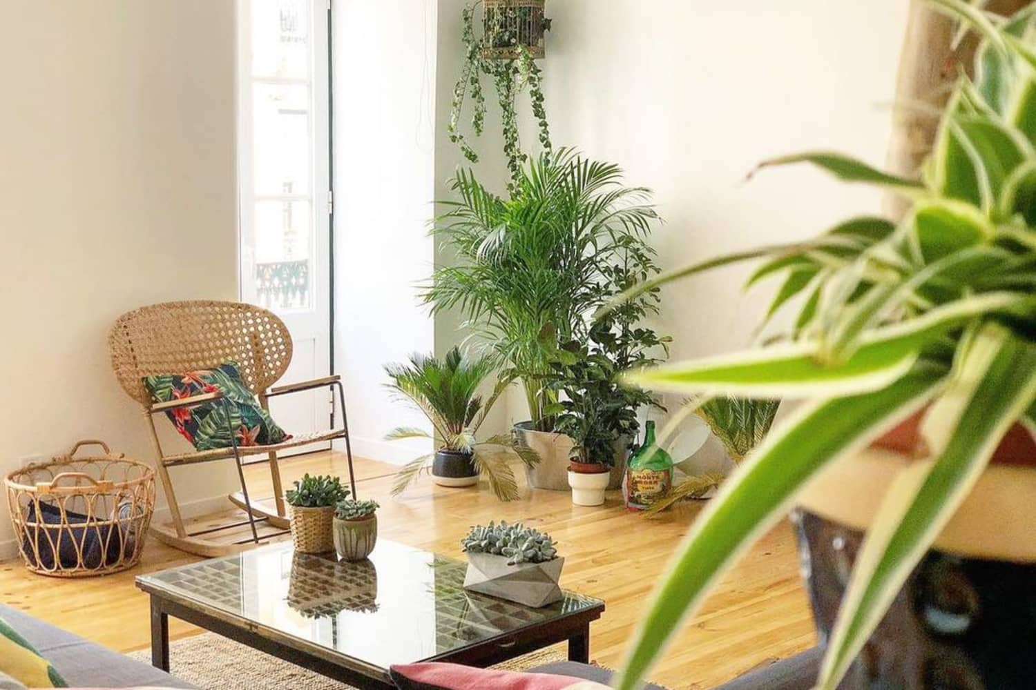 Best PlantFilled Vacation Rentals in The World