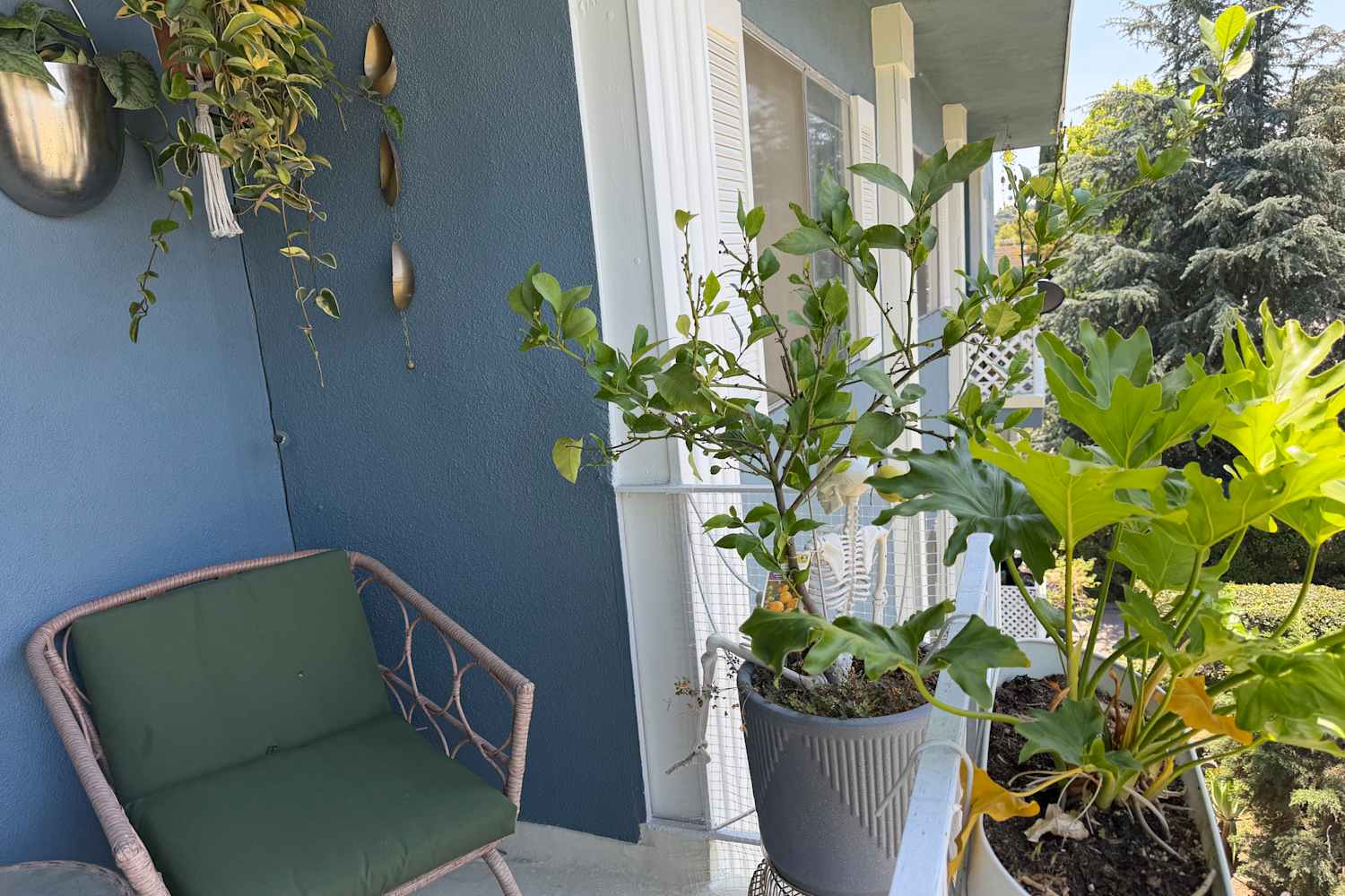 How to Care for Lemon Trees, Which Are Gorgeous and Totally Easy