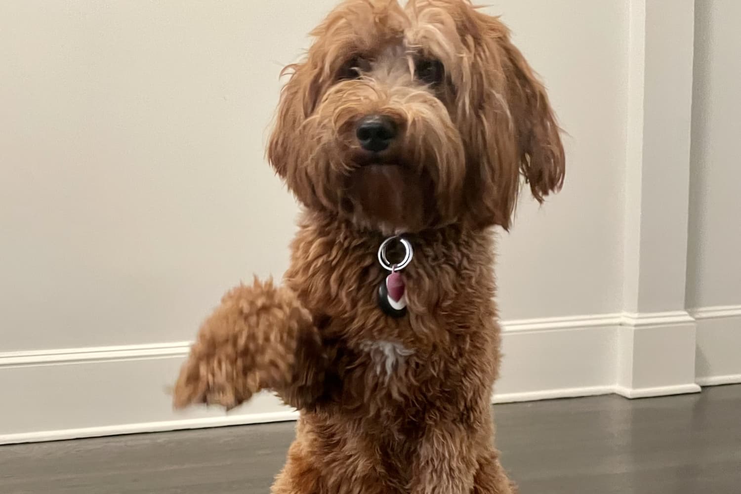 Present Ideas For Dog Owners