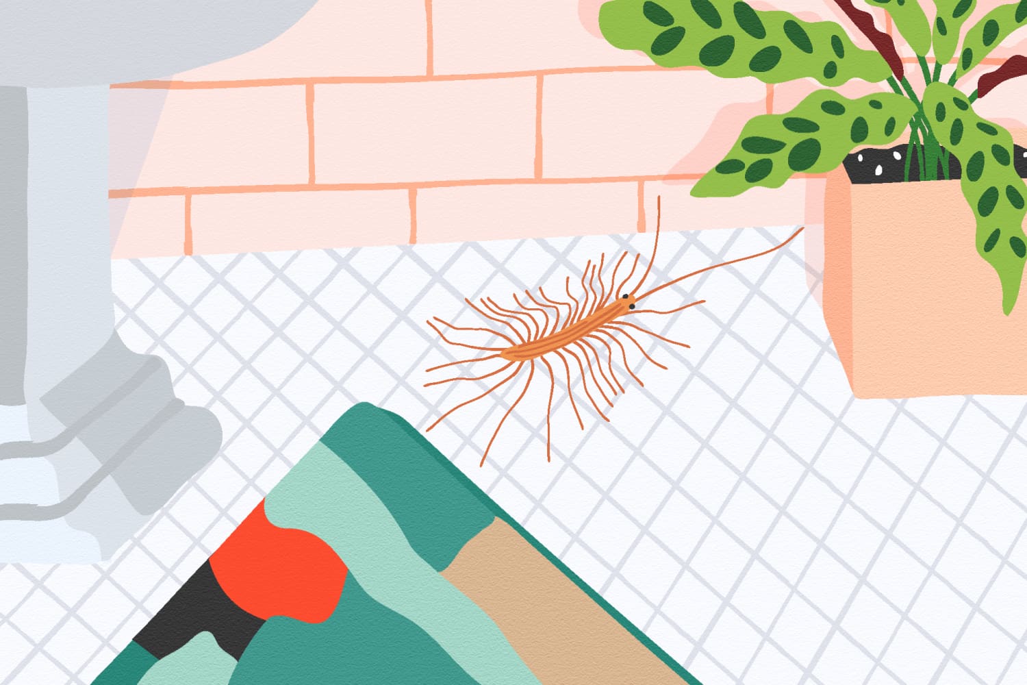 How To Get Rid of House Centipedes (and Stop Them Coming Back ...