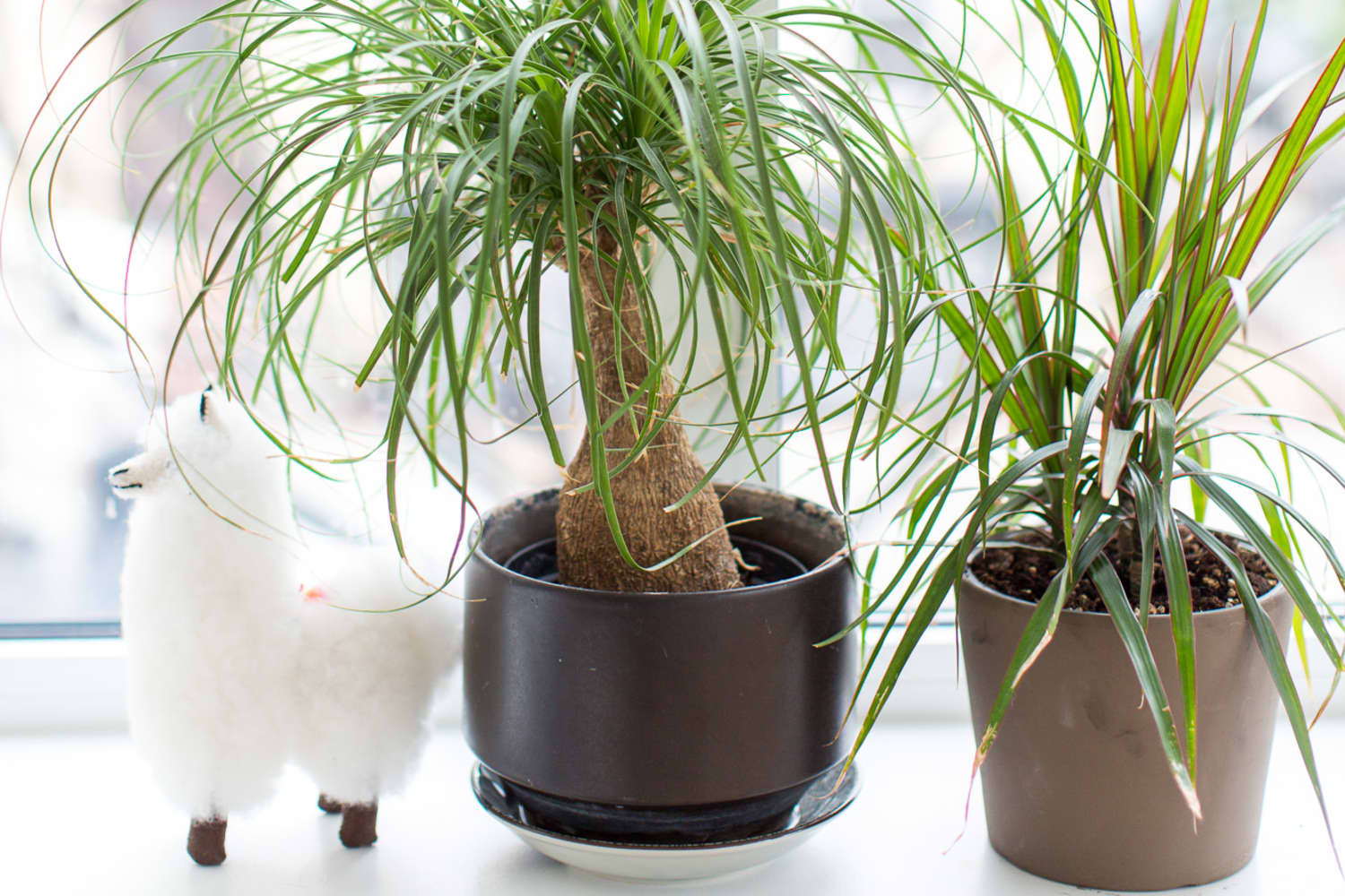 Is ponytail palm toxic to dogs 2025