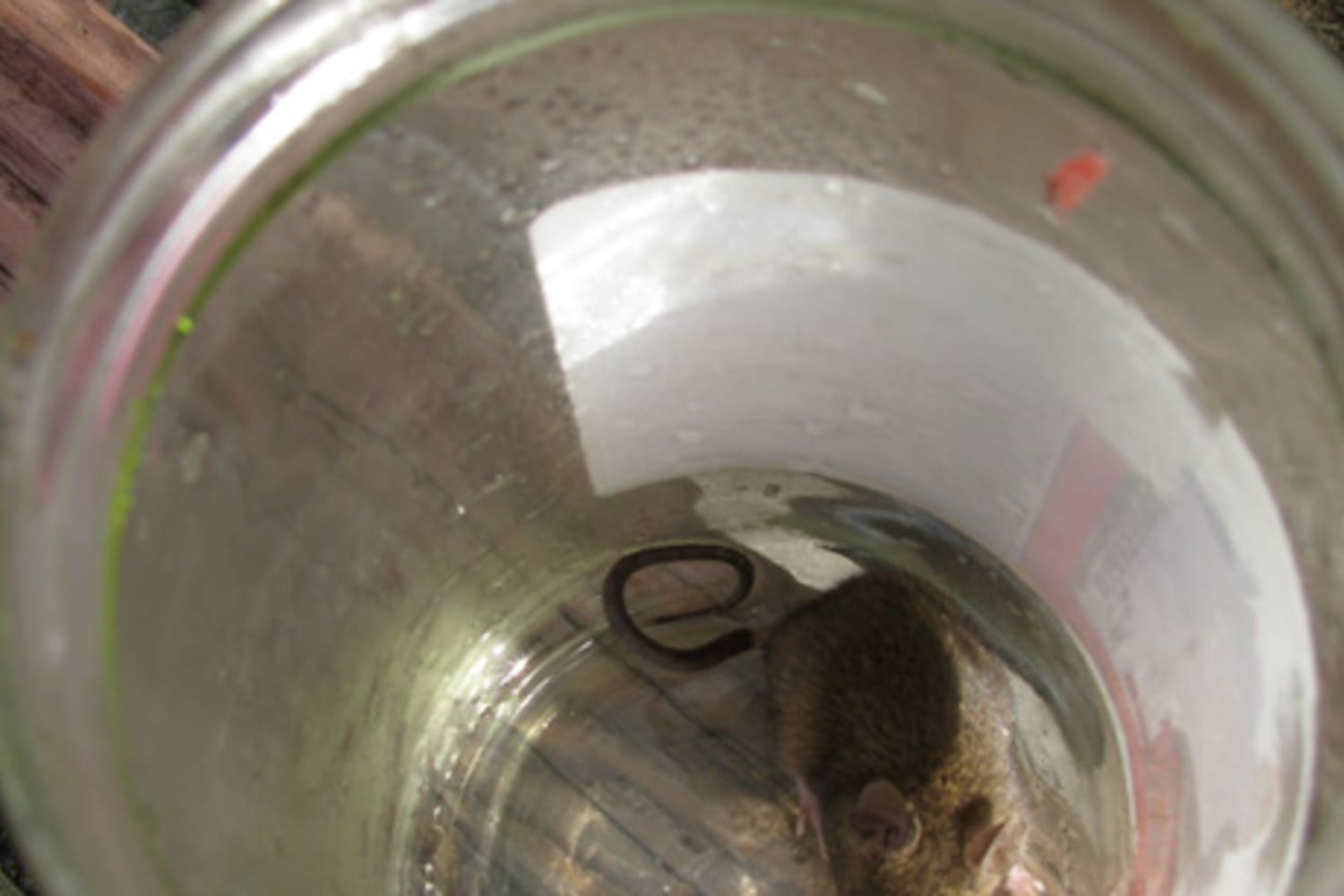 Fastest way to catch a mouse discount