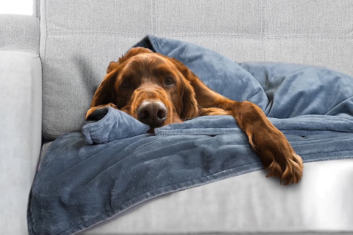 Canine Coddler Sells A Weighted Blanket For Anxious Dogs Apartment Therapy