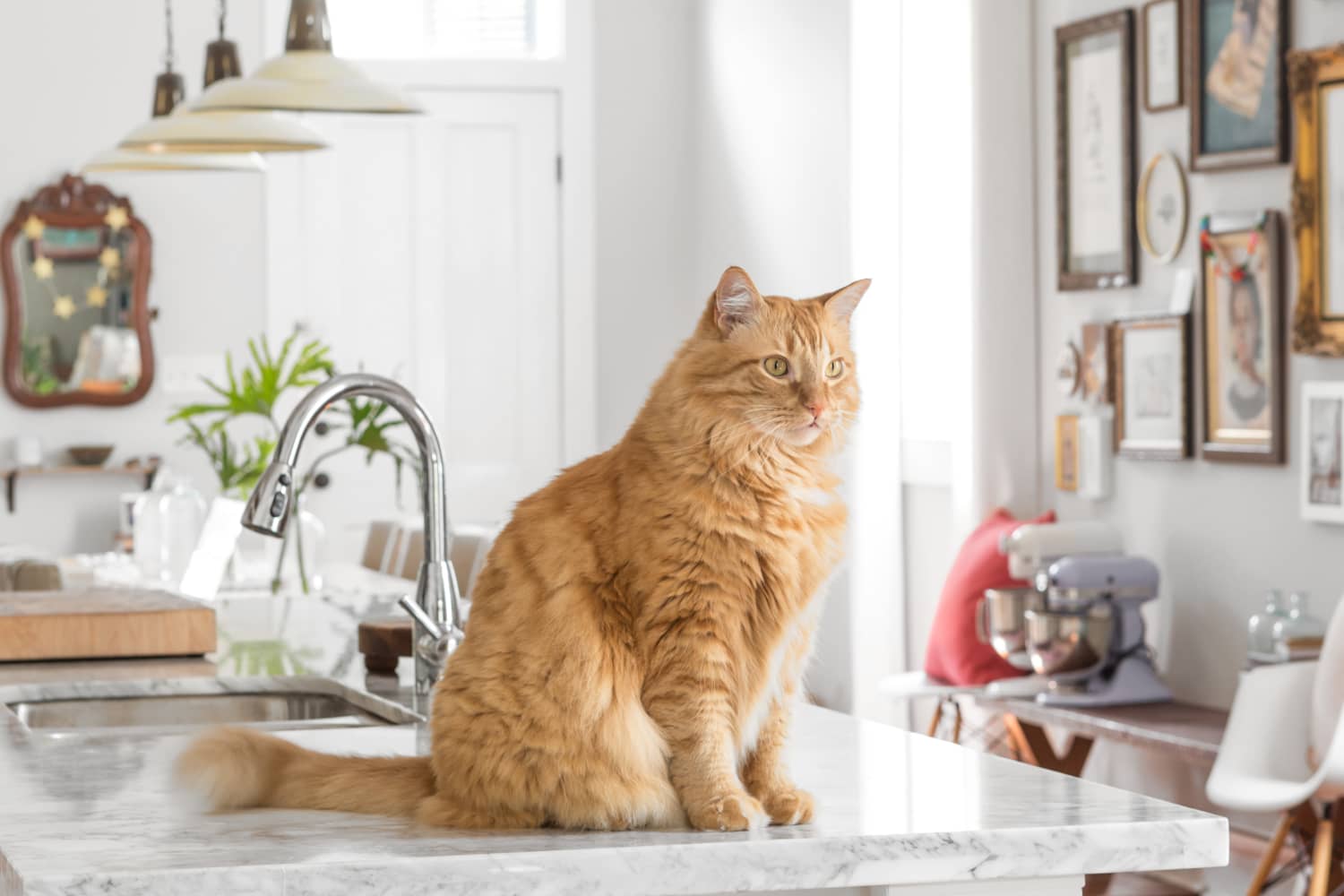 Keep your cat 2025 off the counter