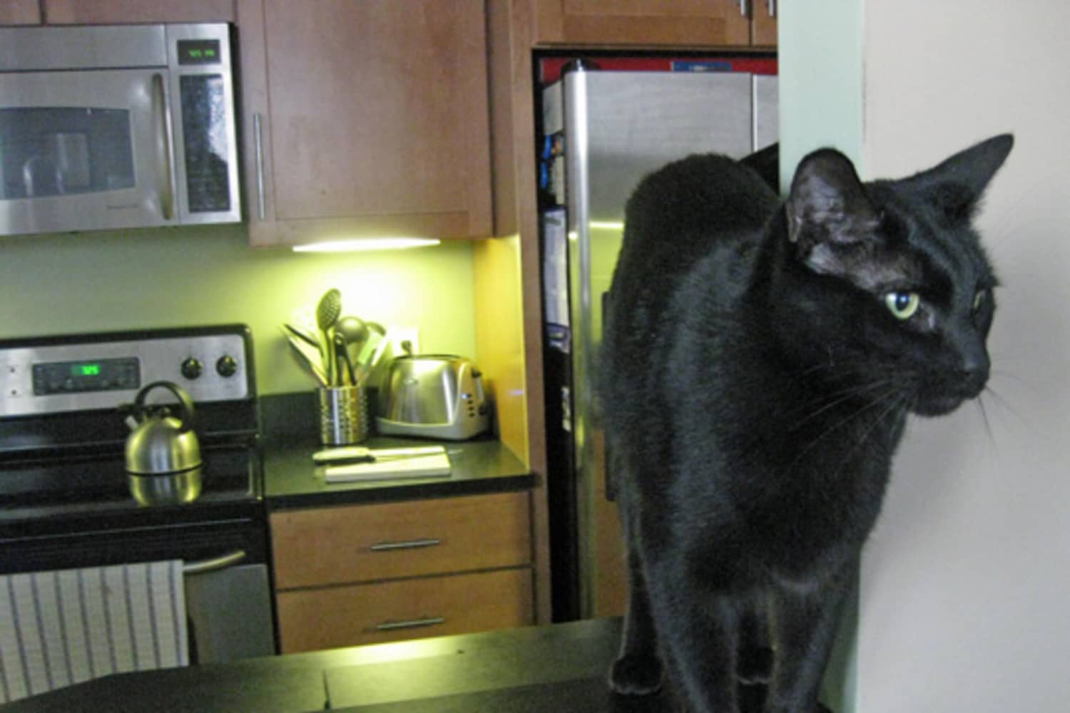 Cathaven cat hotsell condo