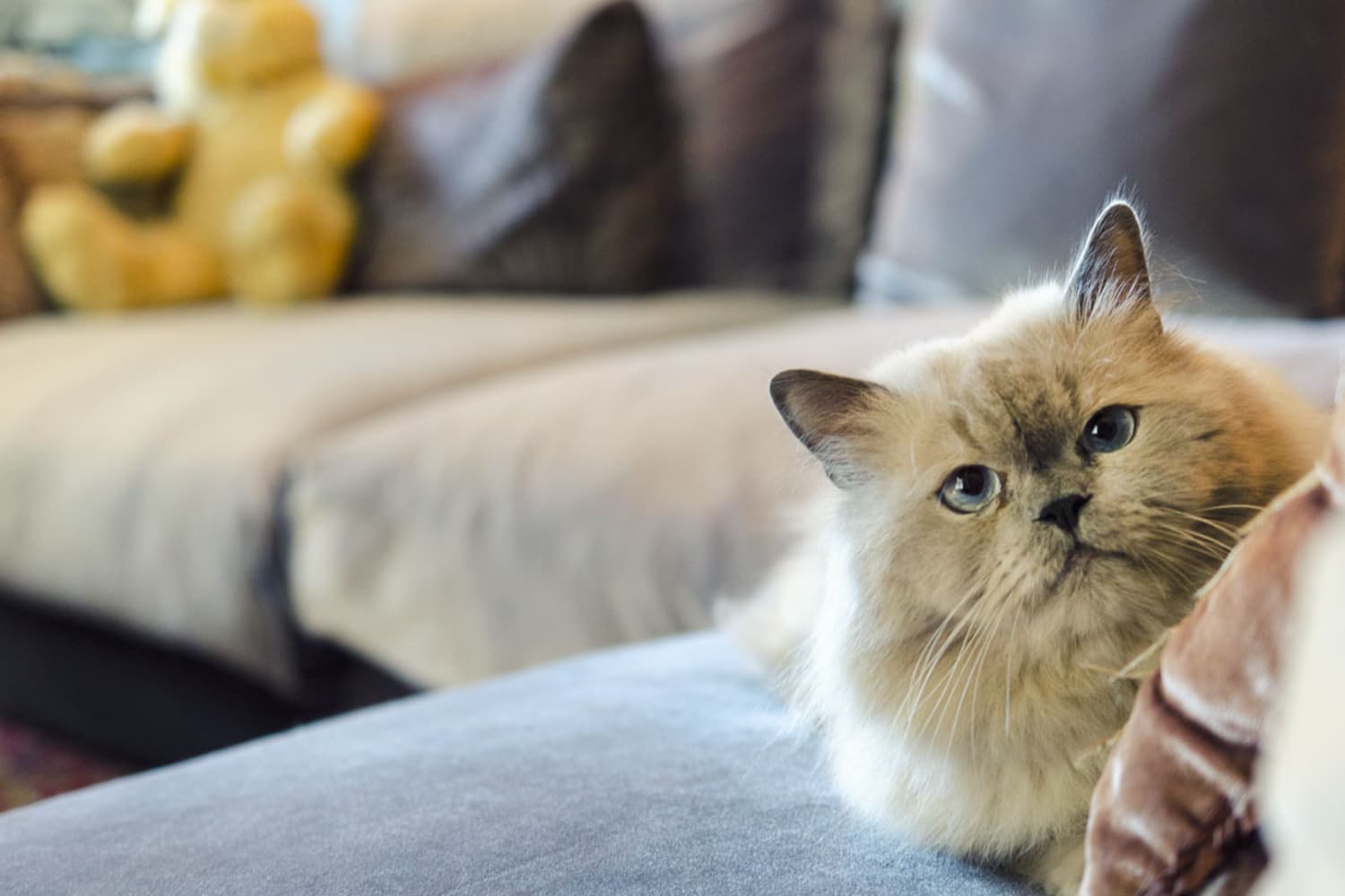 If Your Cat Could Write a Wish List Here s What Would Be On It