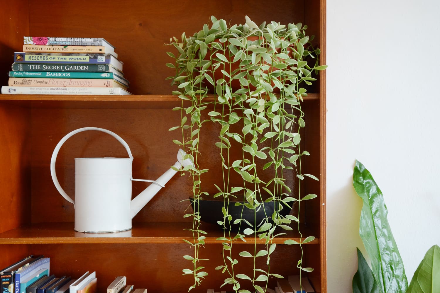 This Popular TikTok Shares the Most StressFree Way To Water