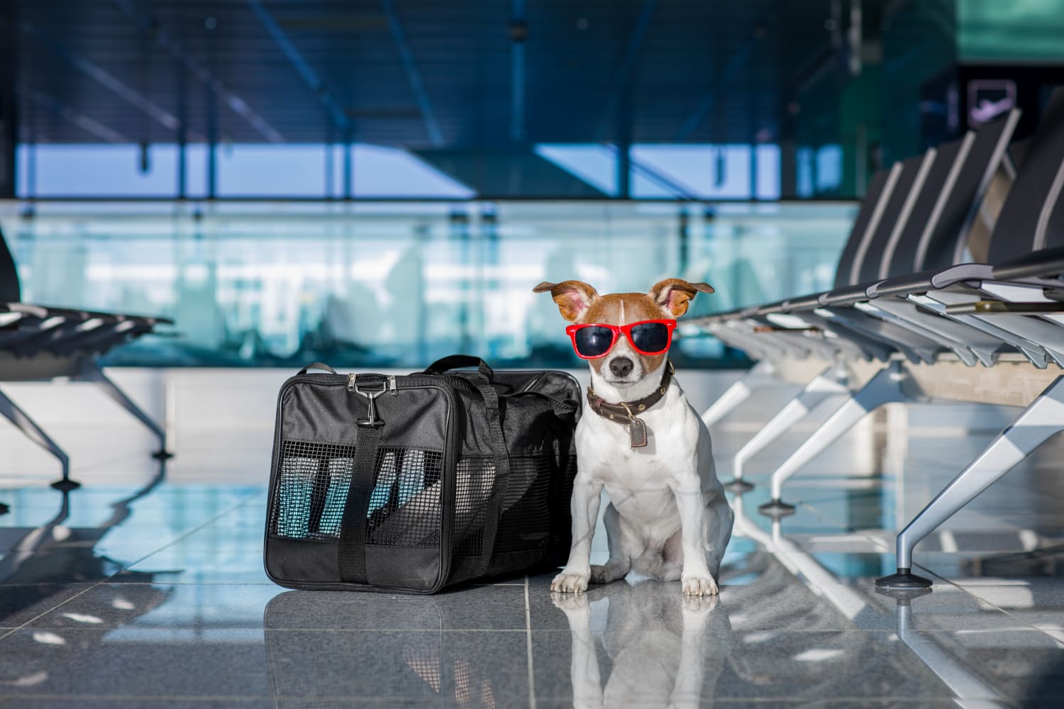 Taking Your FourLegged Friend on Vacation? Here’s Each Airline’s Pet