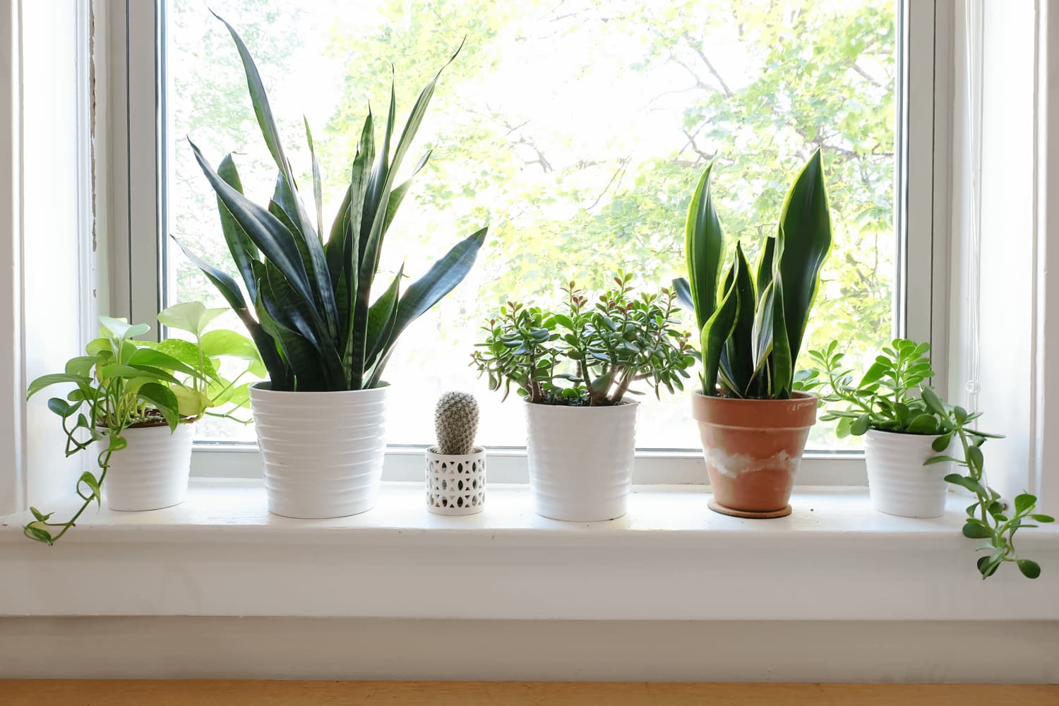 This Might Be the Most Stylish Grow Light for Plants We’ve Ever Seen (It’s on Sale!)