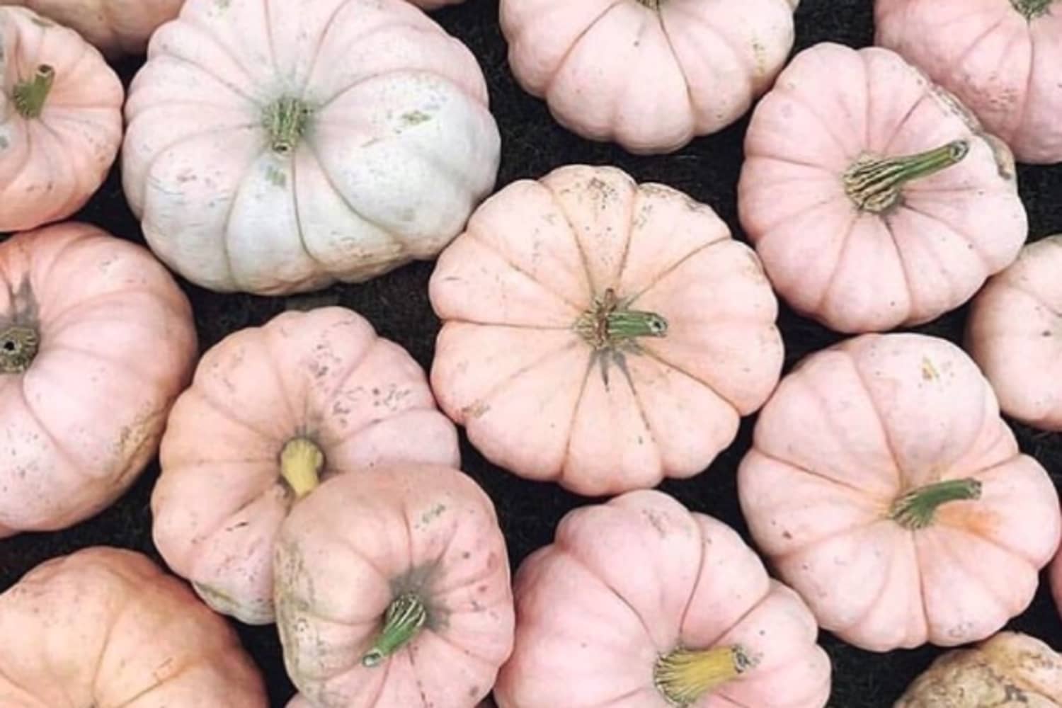 Pink Pumpkins Pink Pumpkin Decorating Trend for Halloween Apartment