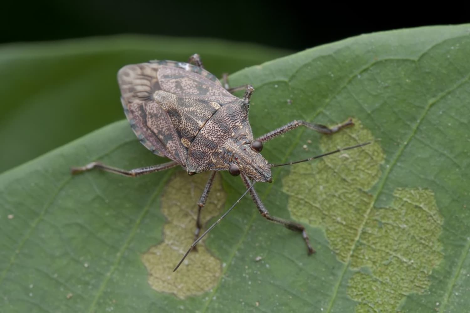 What does a stink discount bug look like