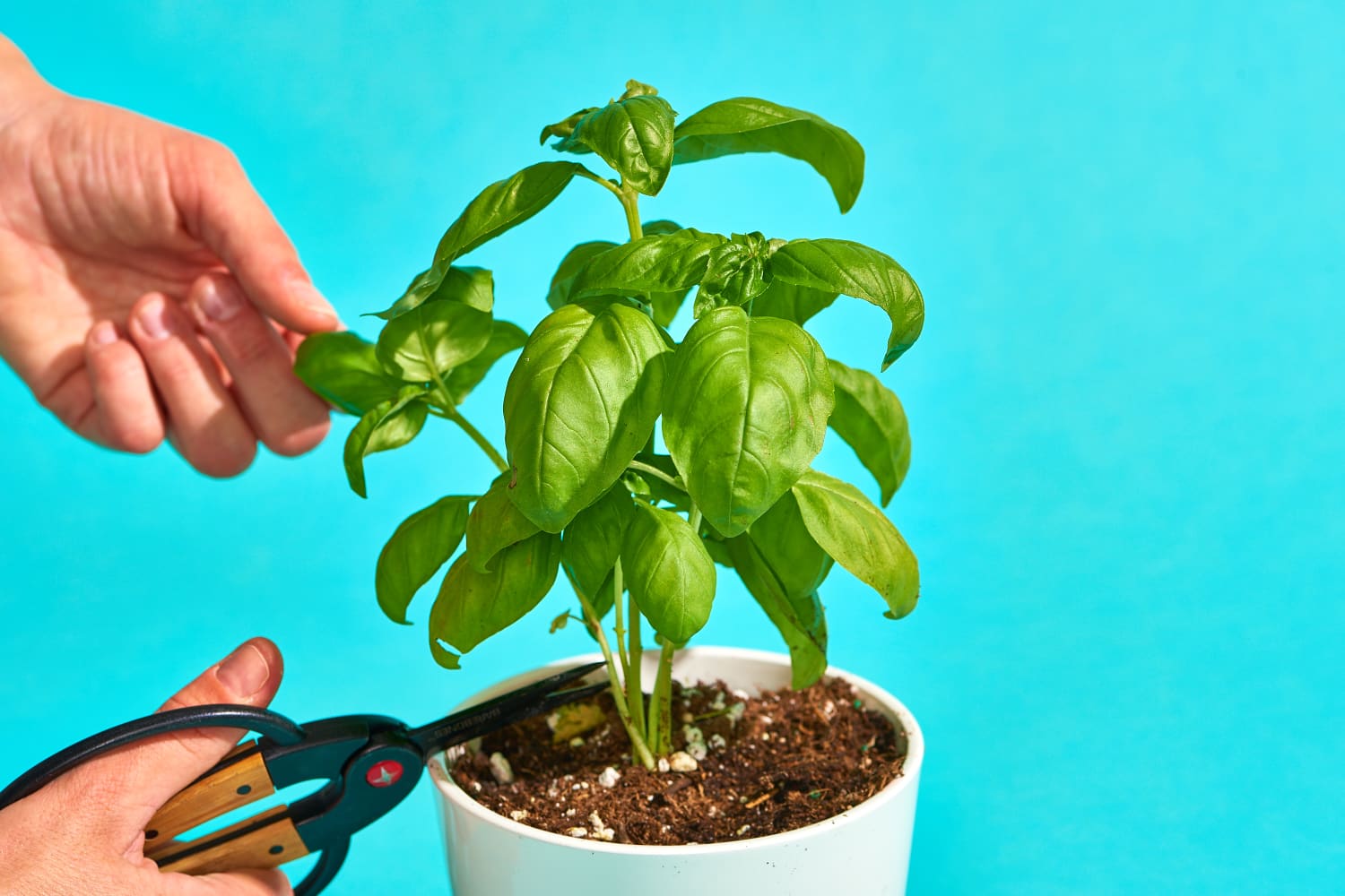 How to Grow Basil in an Indoor Pot or Outdoors Apartment Therapy